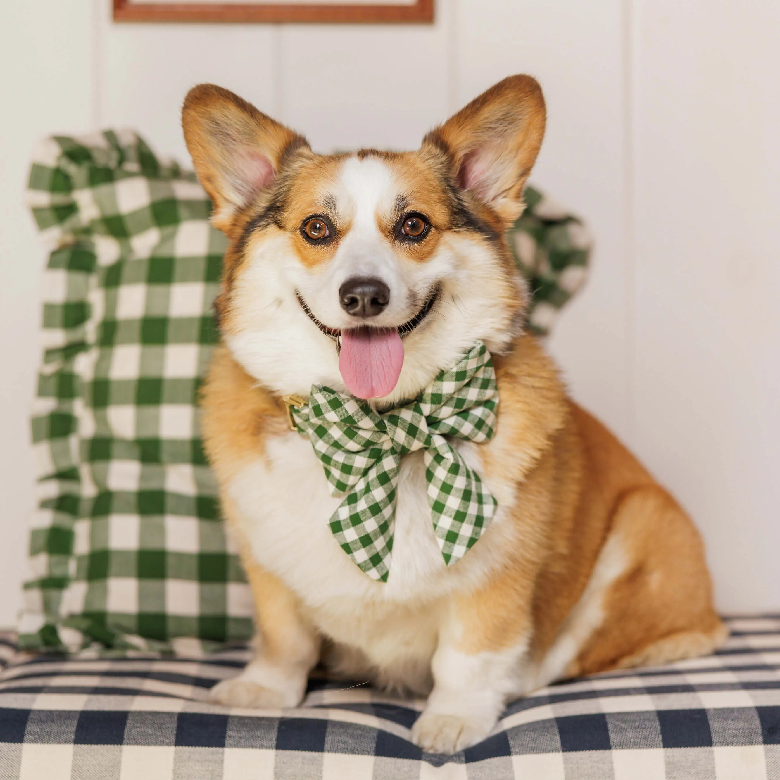 Heather Taylor Home x TFD Mini Gingham Hunter Green Lady Bow Collar