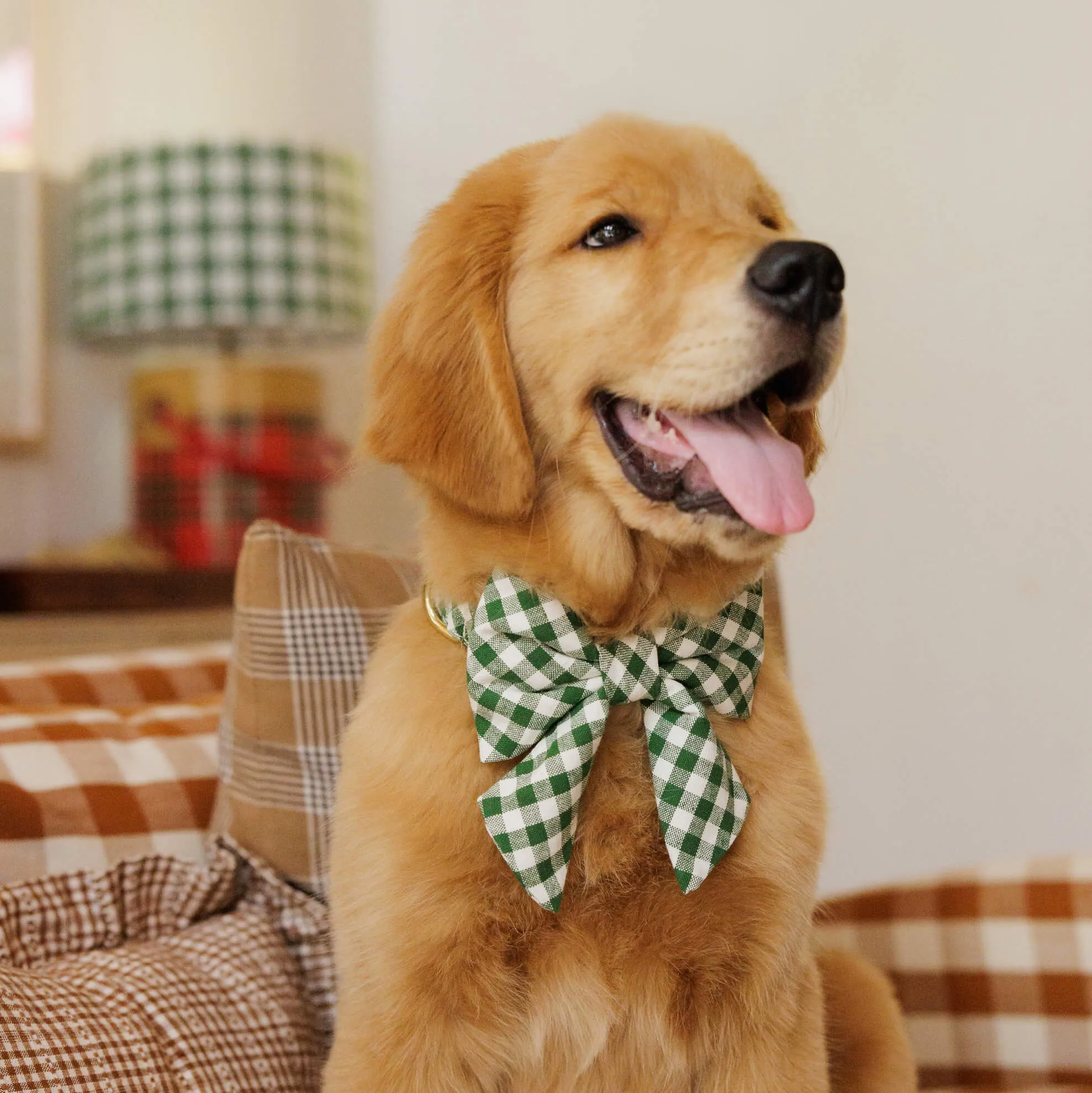 Heather Taylor Home x TFD Mini Gingham Hunter Green Lady Bow Collar