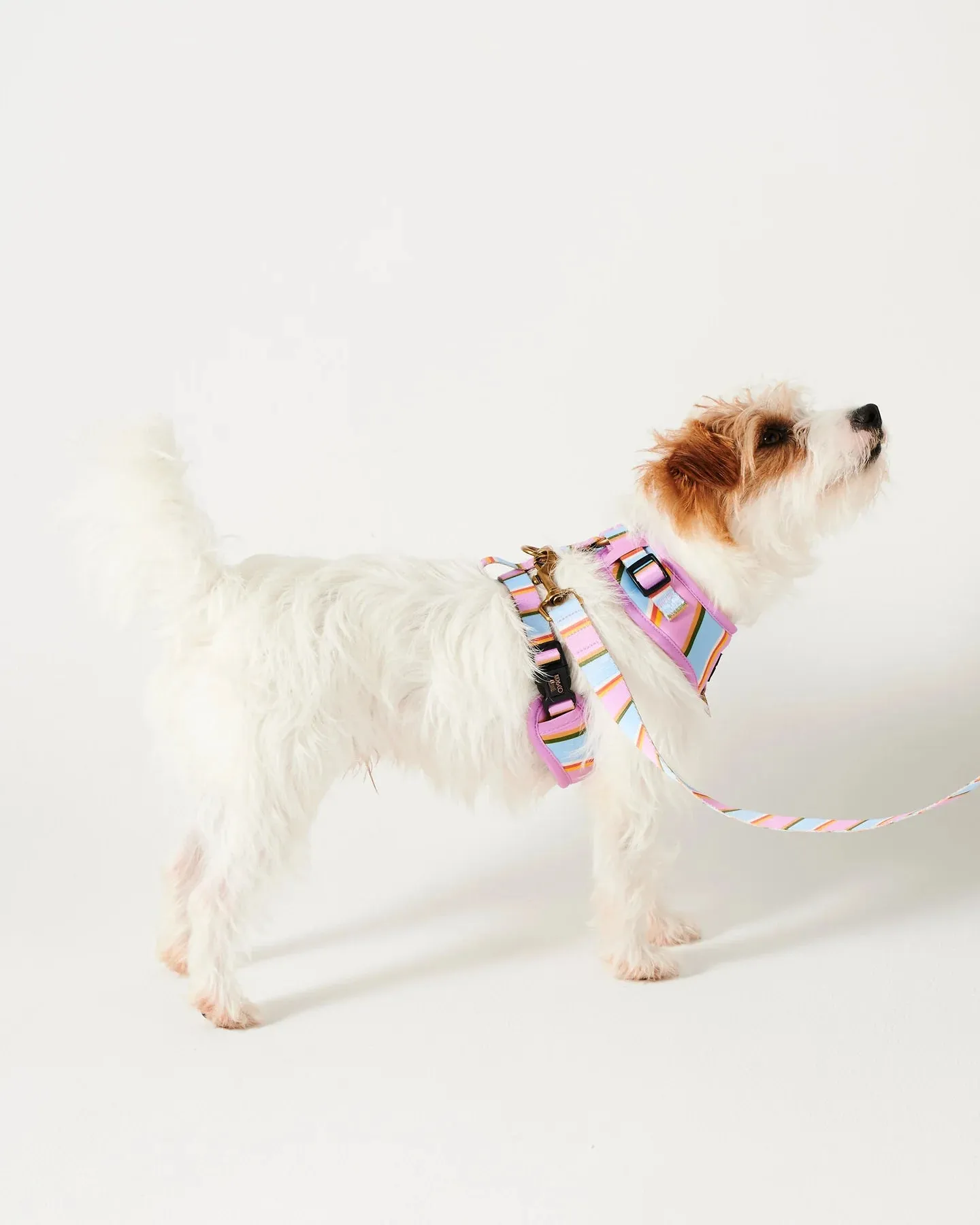 Kip & Co Fez Stripe Dog Harness