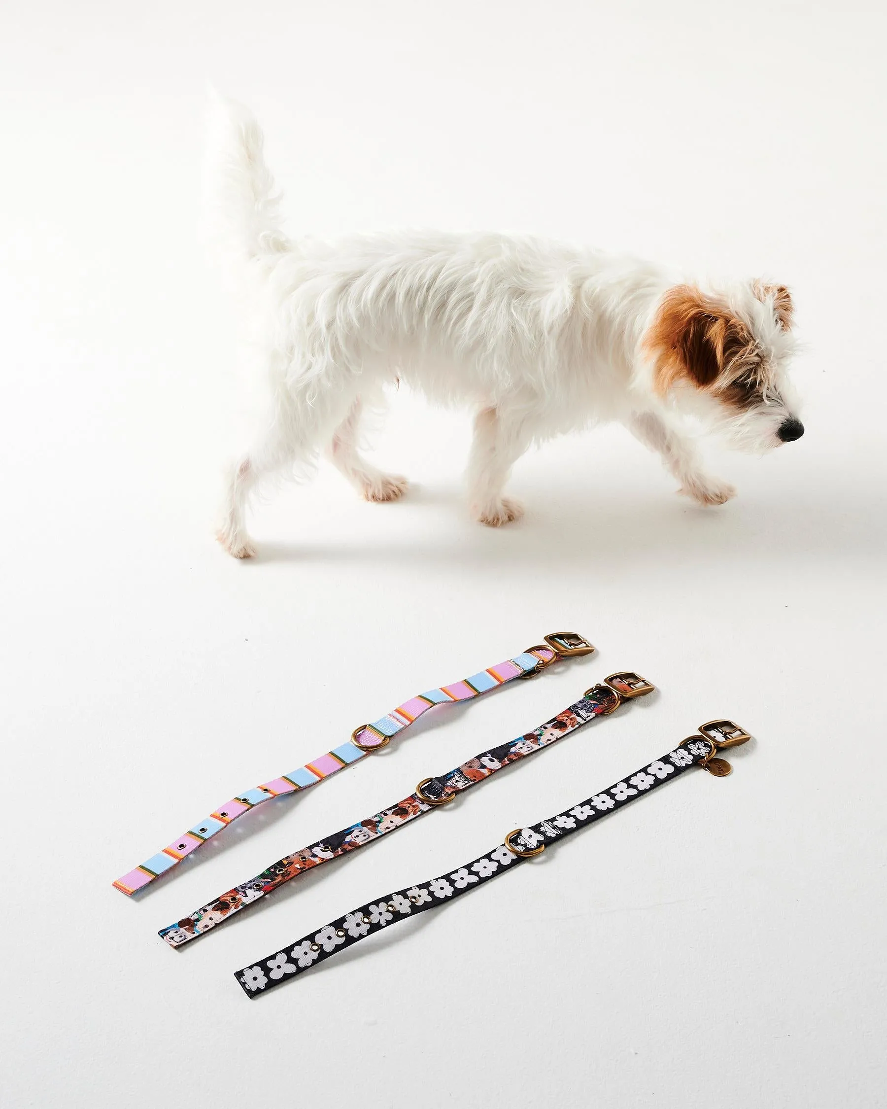 Kip & Co Flower Face Dog Collar