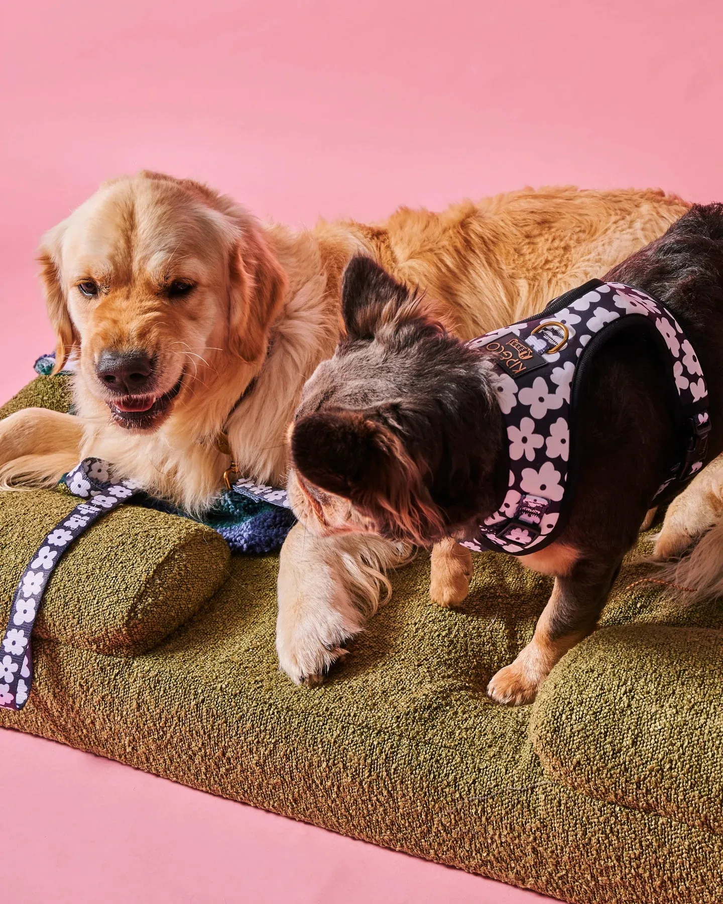 Kip & Co Flower Face Dog Harness