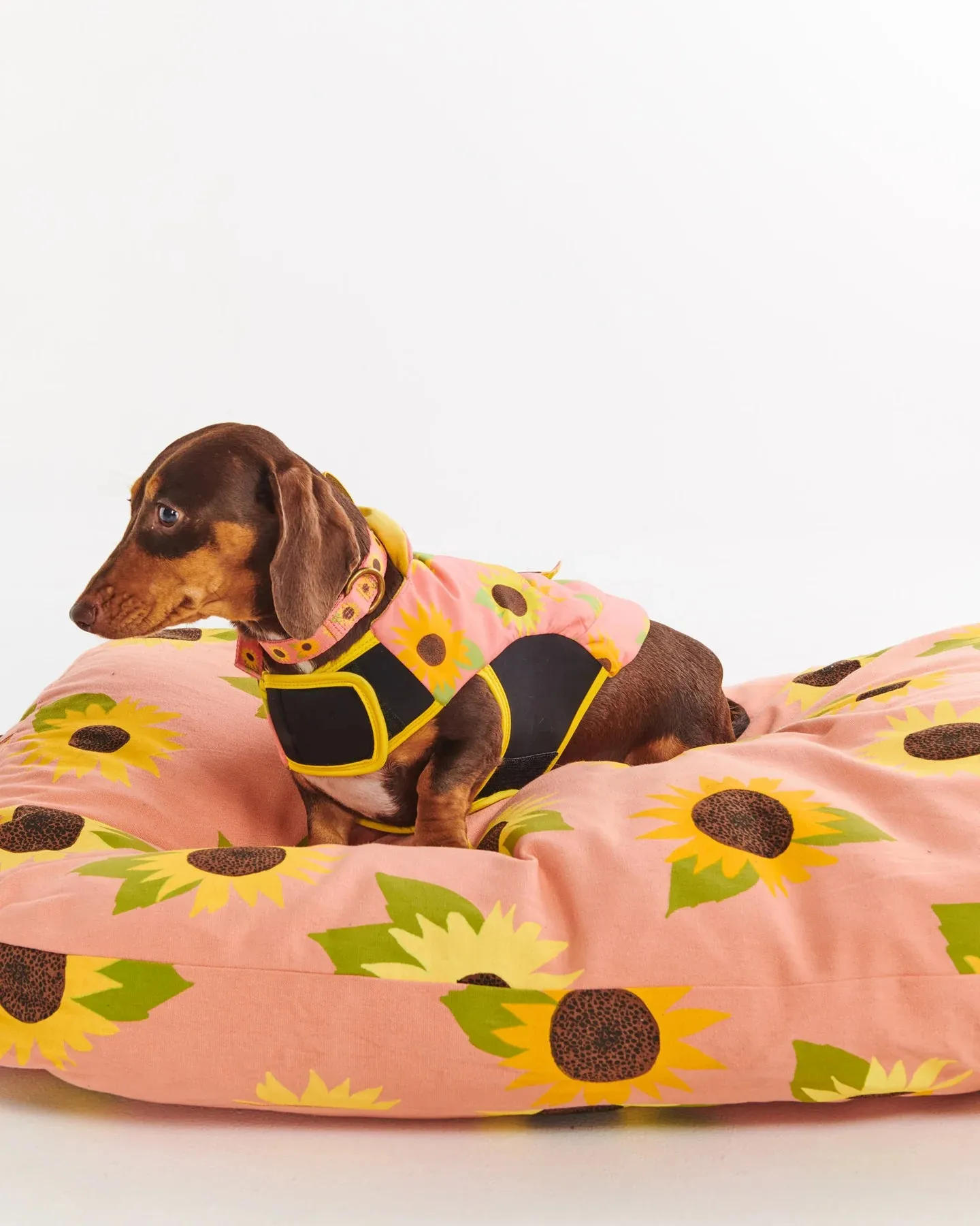 Kip & Co Sunflower Sunshine Dog Collar